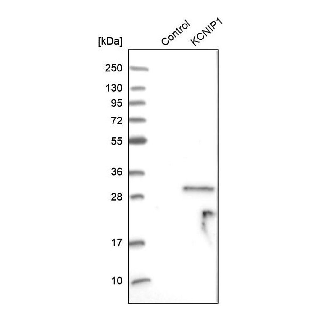Merck Anti-KCNIP1 antibody produced in rabbit
