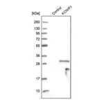 Merck Anti-KCNIP1 antibody produced in rabbit