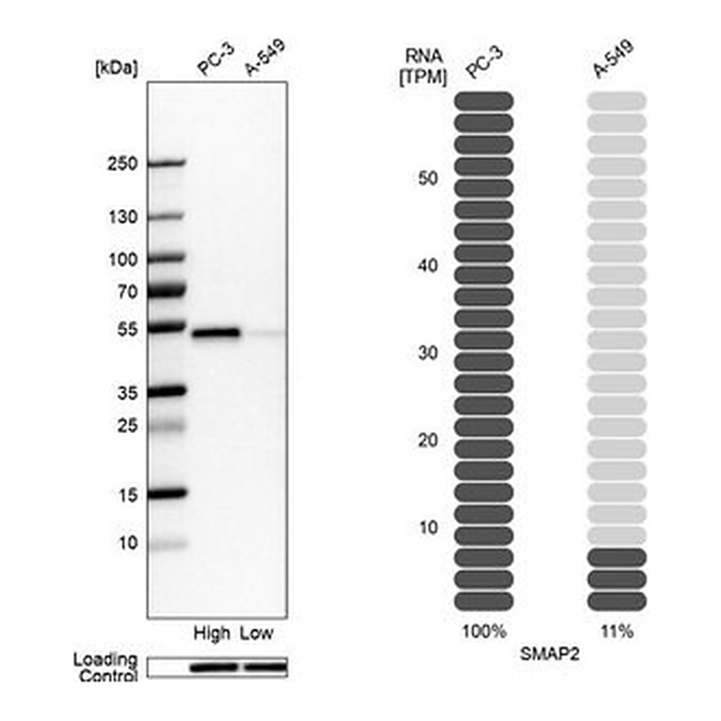 Merck Anti-SMAP2 antibody produced in rabbit