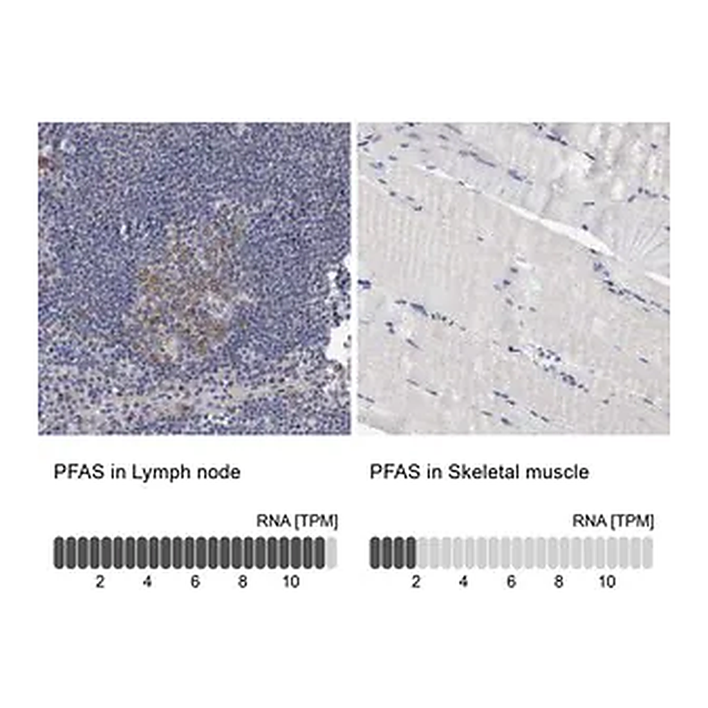 Merck Anti-PFAS antibody produced in rabbit