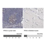 Merck Anti-PFAS antibody produced in rabbit