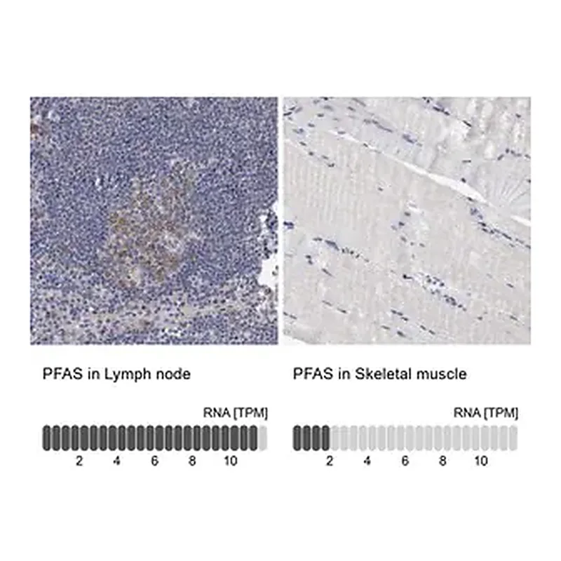 Merck Anti-PFAS antibody produced in rabbit