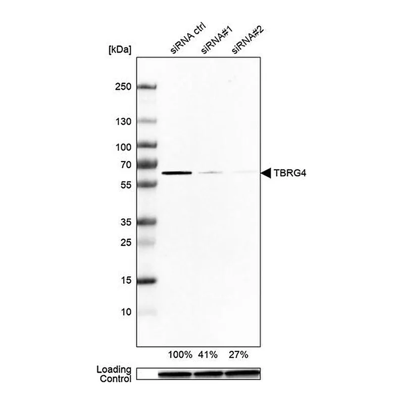 Merck Anti-TBRG4 antibody produced in rabbit