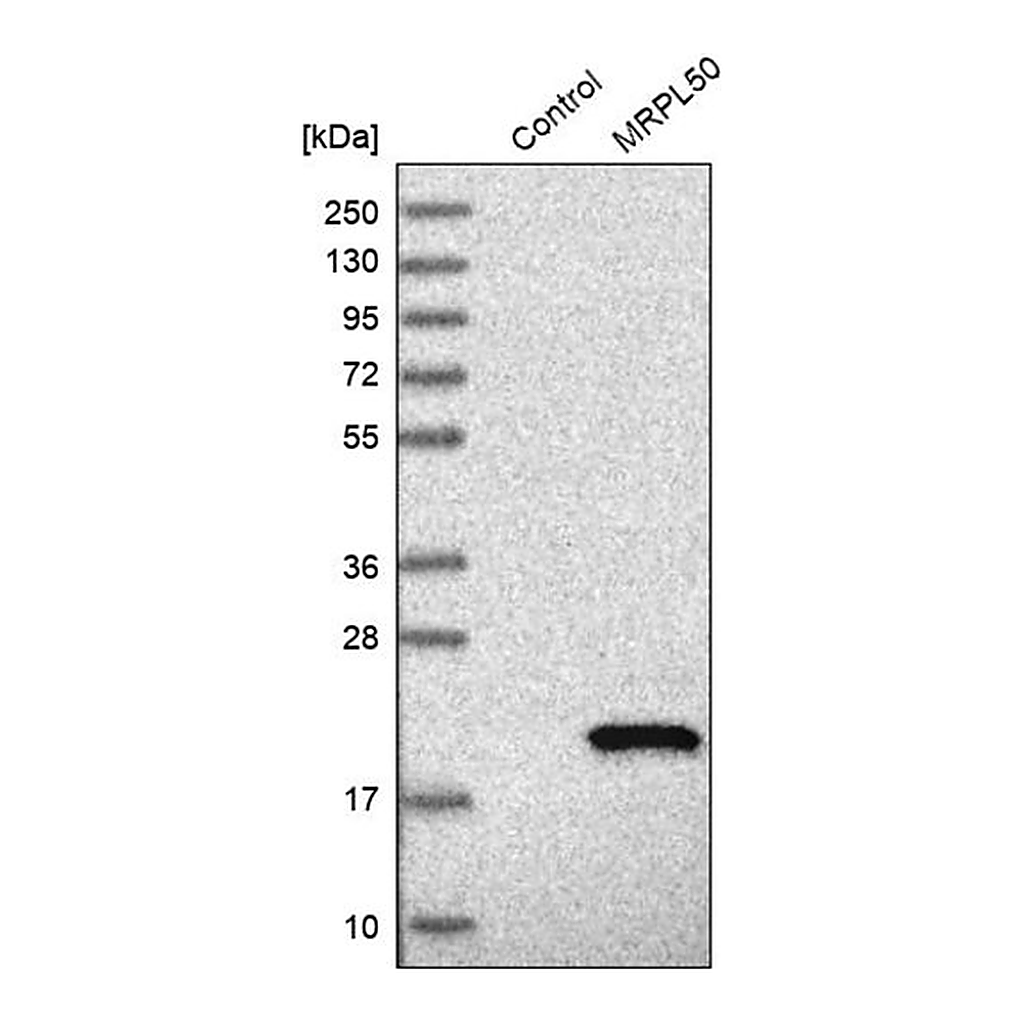 Merck Anti-MRPL50 antibody produced in rabbit