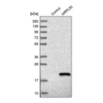 Merck Anti-MRPL50 antibody produced in rabbit
