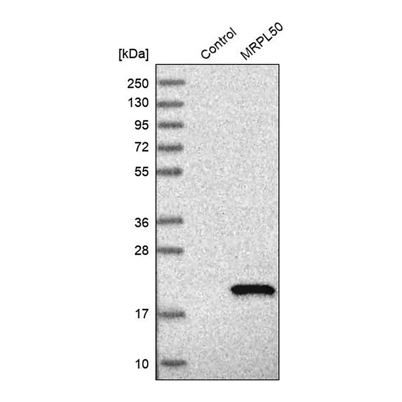 Merck Anti-MRPL50 antibody produced in rabbit