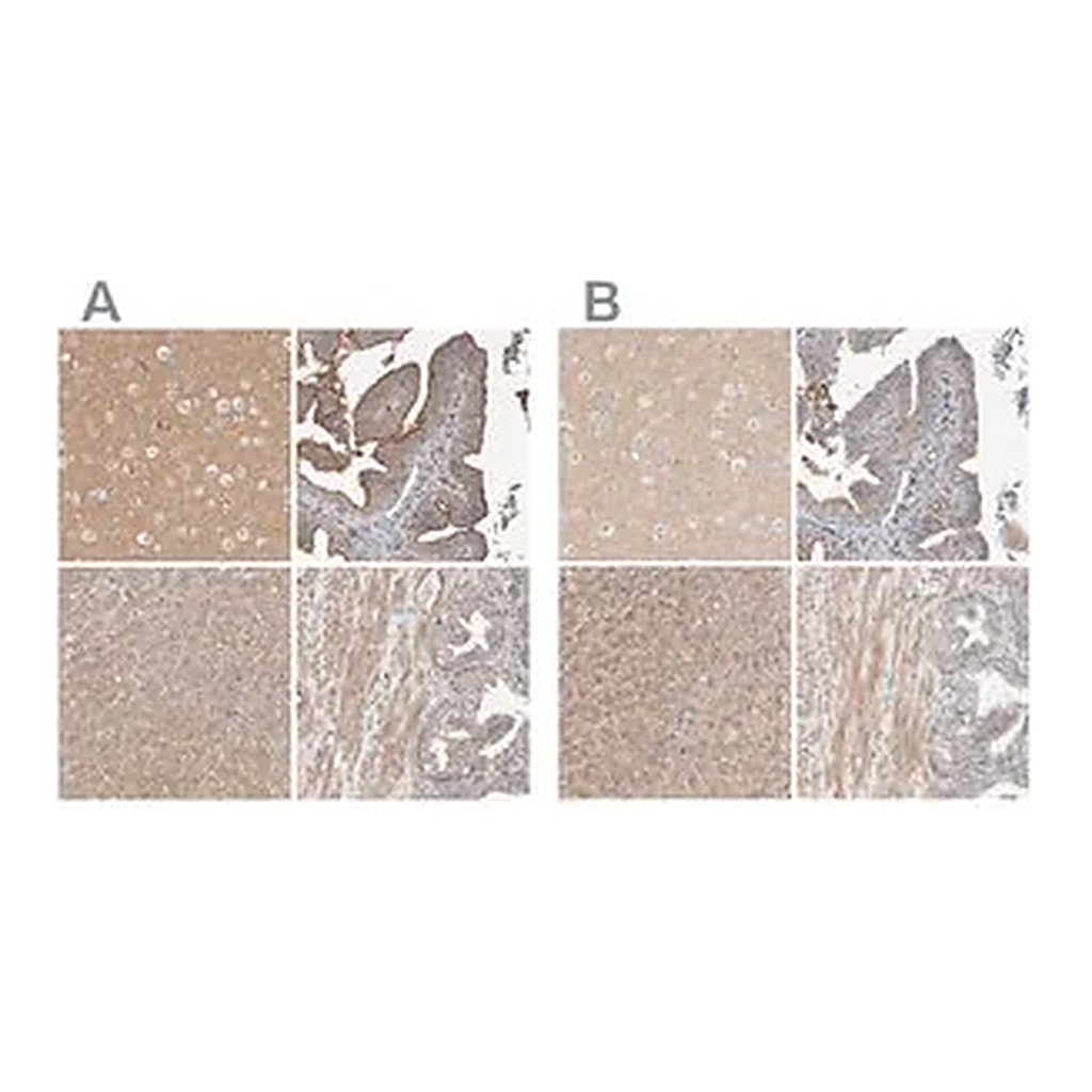 Merck Anti-MPRIP antibody produced in rabbit