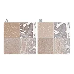 Merck Anti-MPRIP antibody produced in rabbit