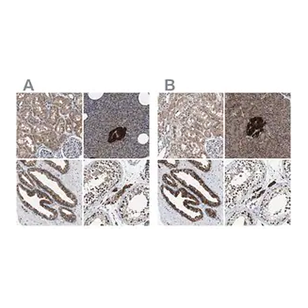 Merck Anti-ACLY antibody produced in rabbit