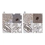 Merck Anti-ACLY antibody produced in rabbit