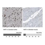 Merck Anti-NMT1 antibody produced in rabbit
