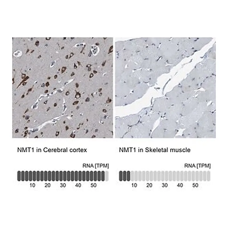 Merck Anti-NMT1 antibody produced in rabbit