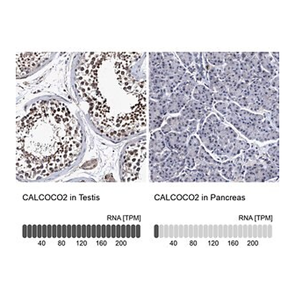 Merck Anti-CALCOCO2 antibody produced in rabbit