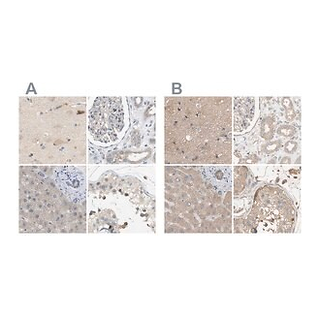Merck Anti-DCAF7 antibody produced in rabbit