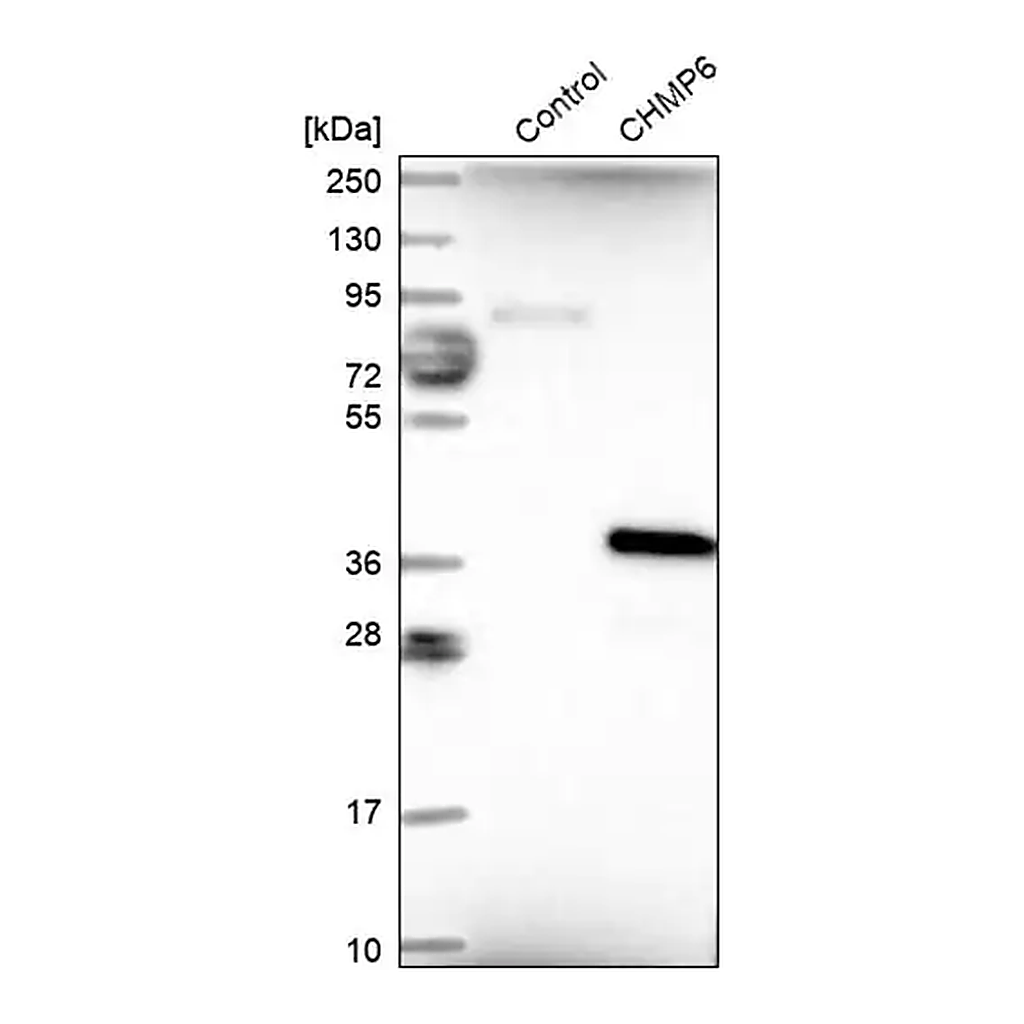 Merck Anti-CHMP6 antibody produced in rabbit