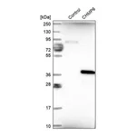 Merck Anti-CHMP6 antibody produced in rabbit