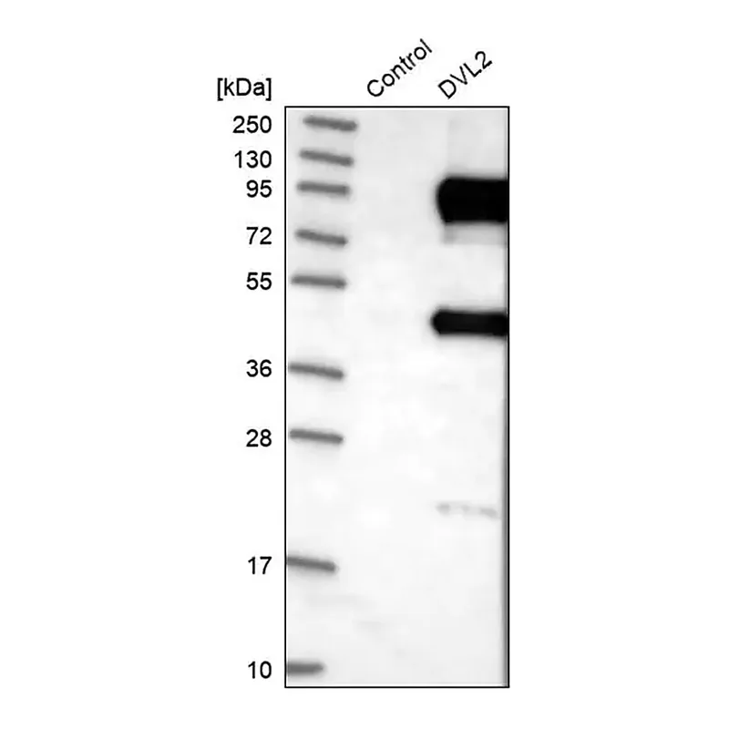 Merck Anti-DVL2 antibody produced in rabbit