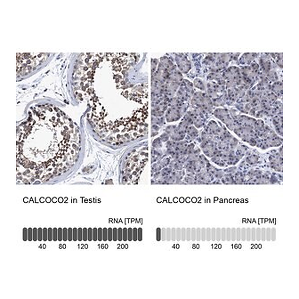 Merck Anti-CALCOCO2 antibody produced in rabbit