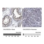 Merck Anti-CALCOCO2 antibody produced in rabbit
