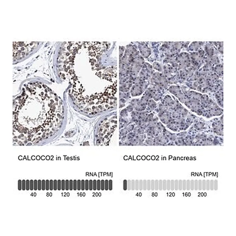 Merck Anti-CALCOCO2 antibody produced in rabbit