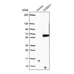 Merck Anti-CUEDC1 antibody produced in rabbit