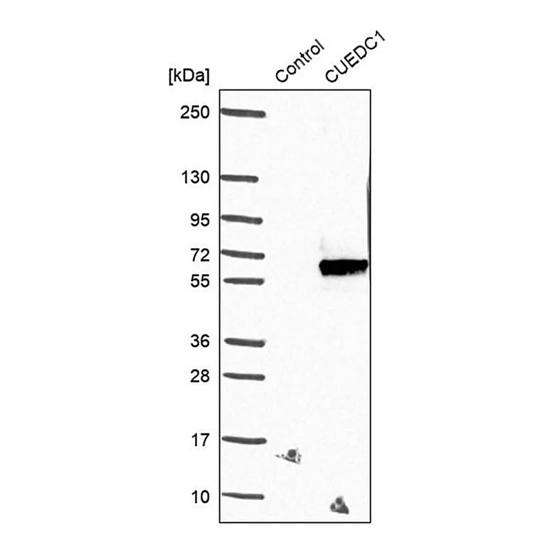 Merck Anti-CUEDC1 antibody produced in rabbit