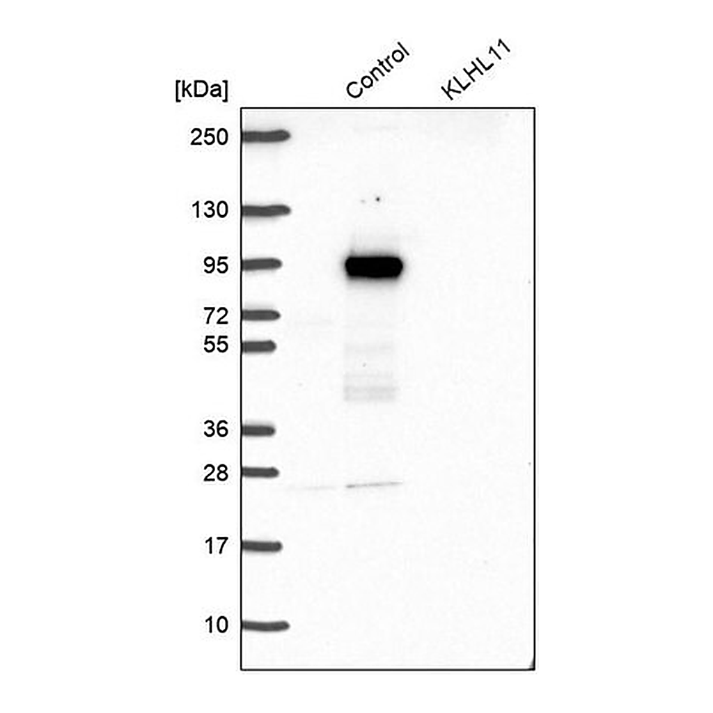Merck Anti-KLHL11 antibody produced in rabbit