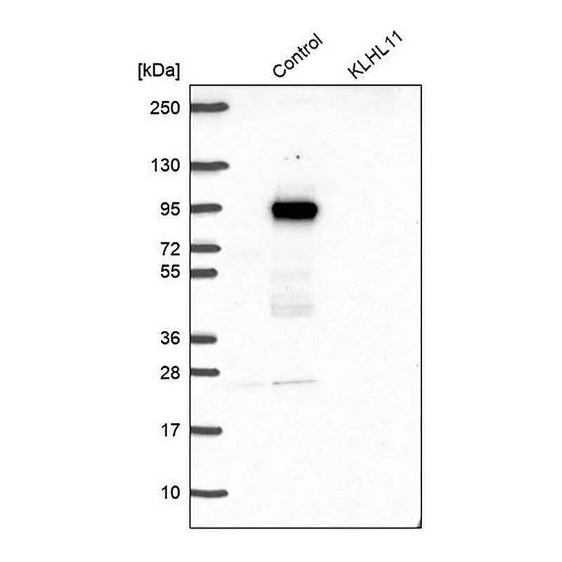 Merck Anti-KLHL11 antibody produced in rabbit