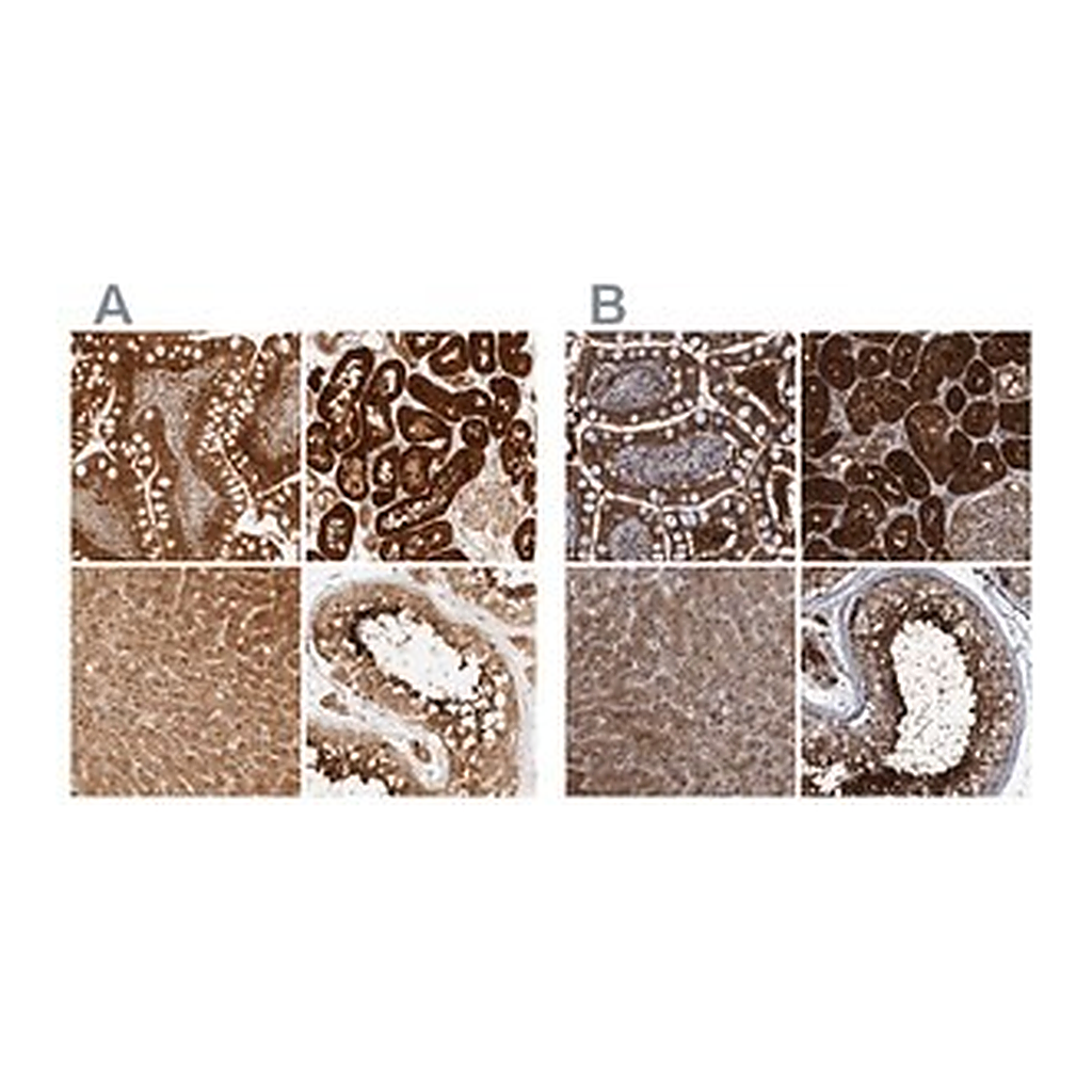 Merck Anti-PCYT2 antibody produced in rabbit