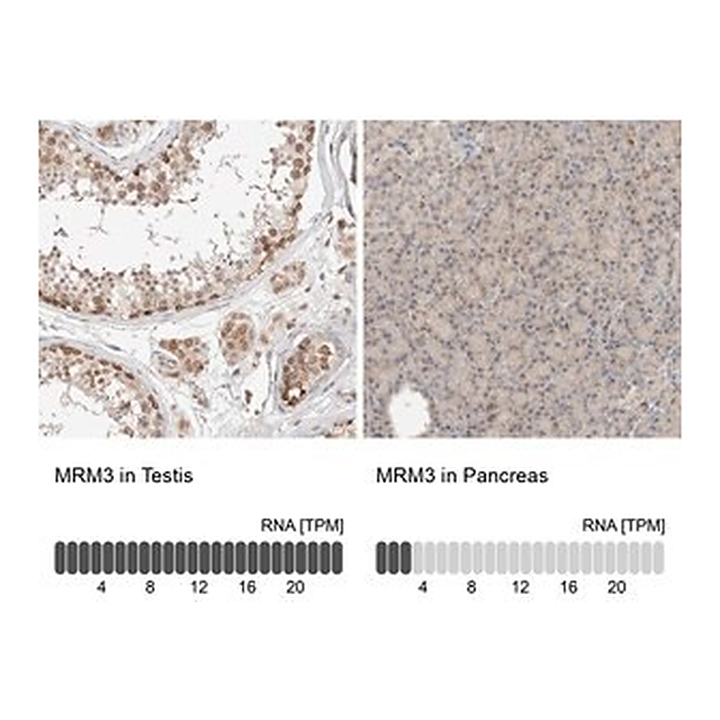 Merck Anti-MRM3 antibody produced in rabbit