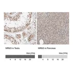 Merck Anti-MRM3 antibody produced in rabbit