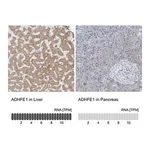 Merck Anti-ADHFE1 antibody produced in rabbit