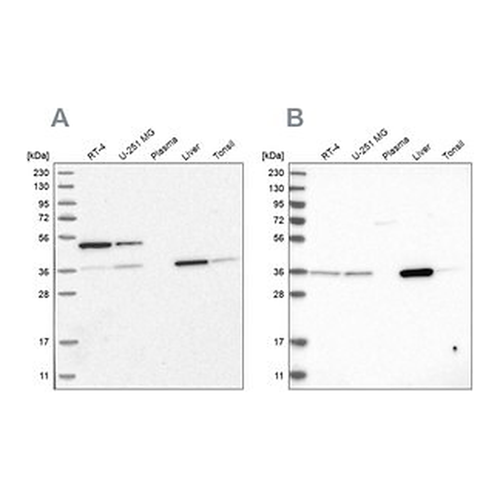 Merck Anti-CRYZ antibody produced in rabbit