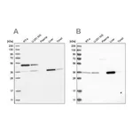 Merck Anti-CRYZ antibody produced in rabbit