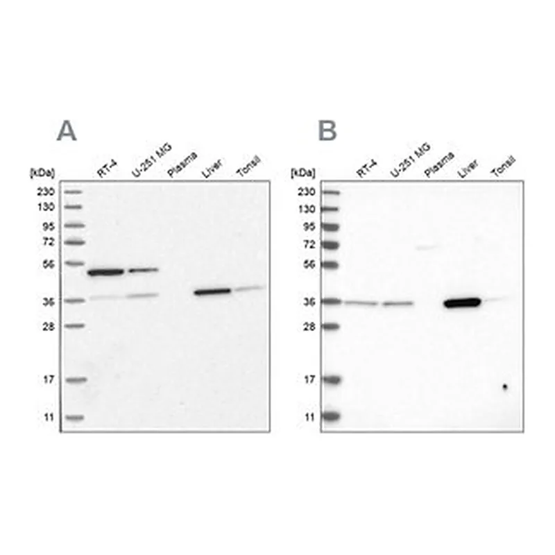 Merck Anti-CRYZ antibody produced in rabbit