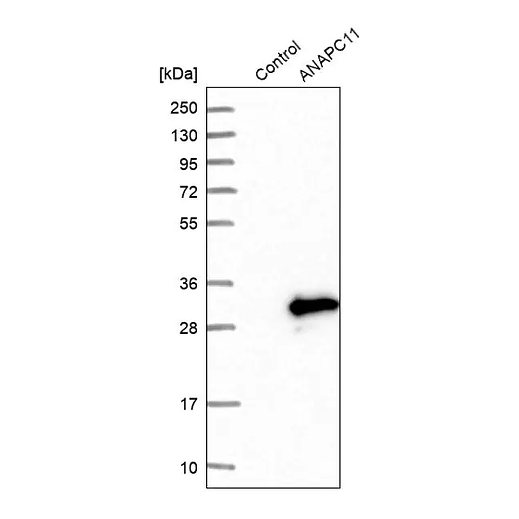 Merck Anti-ANAPC11 antibody produced in rabbit