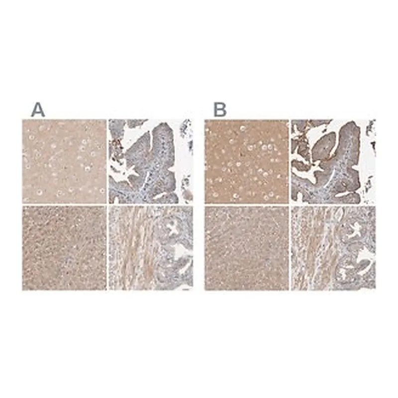 Merck Anti-MPRIP antibody produced in rabbit