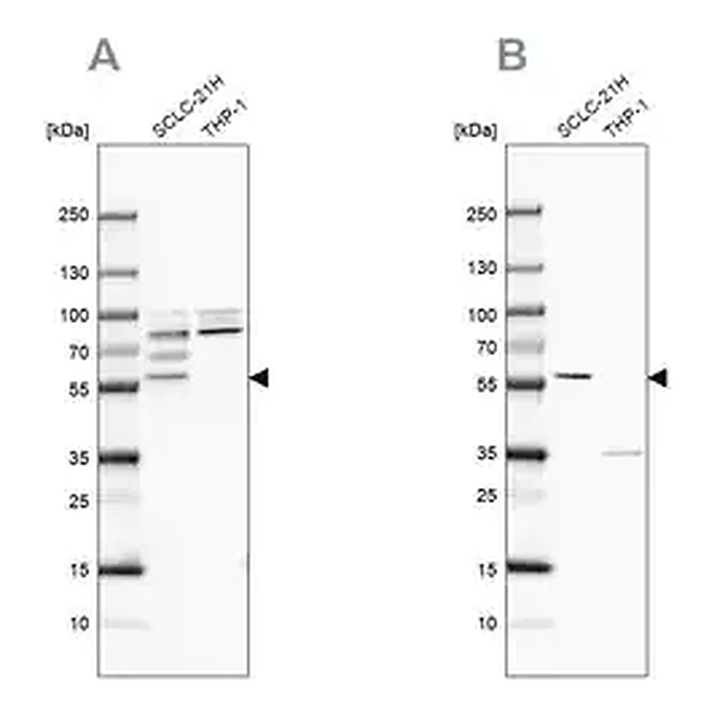 Merck Anti-RUFY3 antibody produced in rabbit