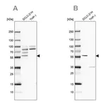 Merck Anti-RUFY3 antibody produced in rabbit