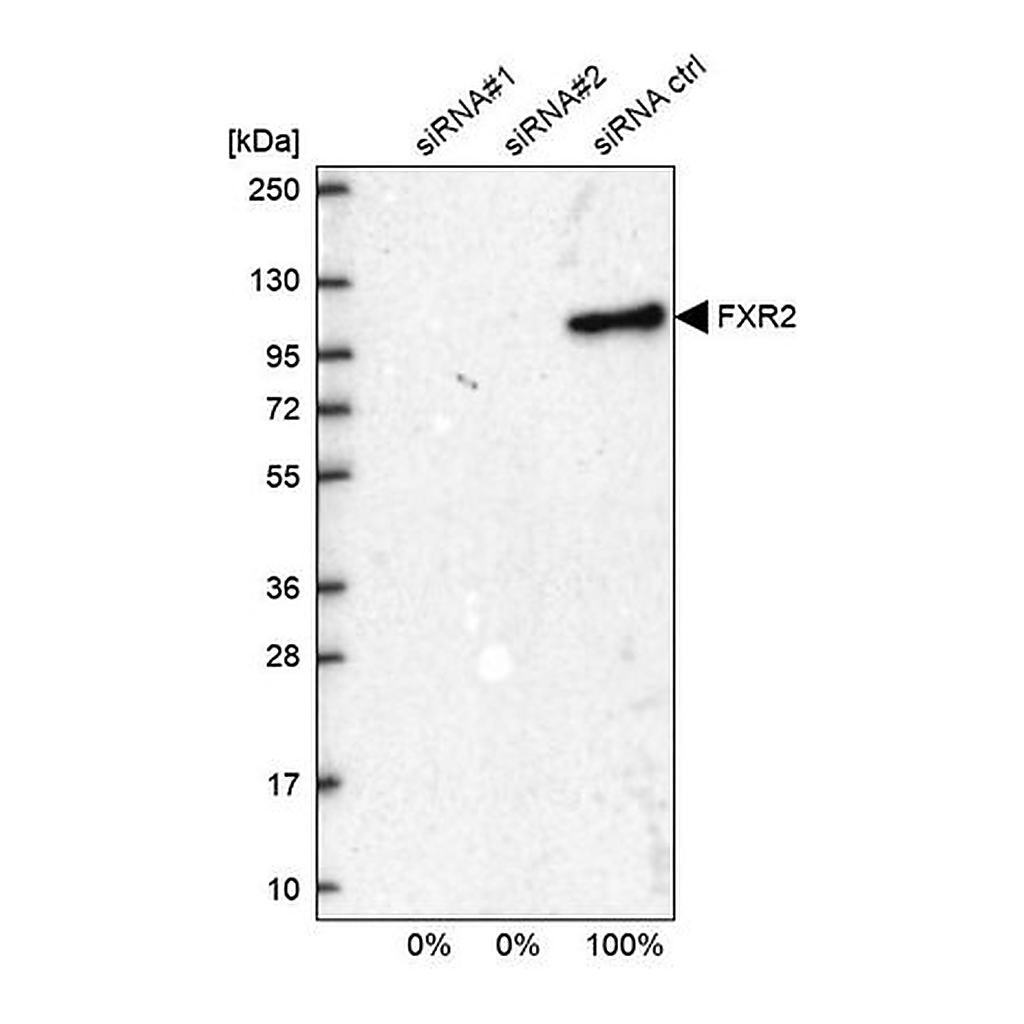 Merck Anti-FXR2 antibody produced in rabbit