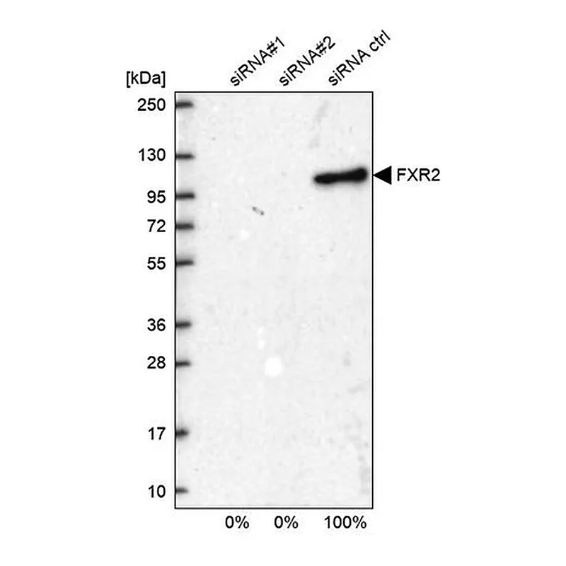 Merck Anti-FXR2 antibody produced in rabbit