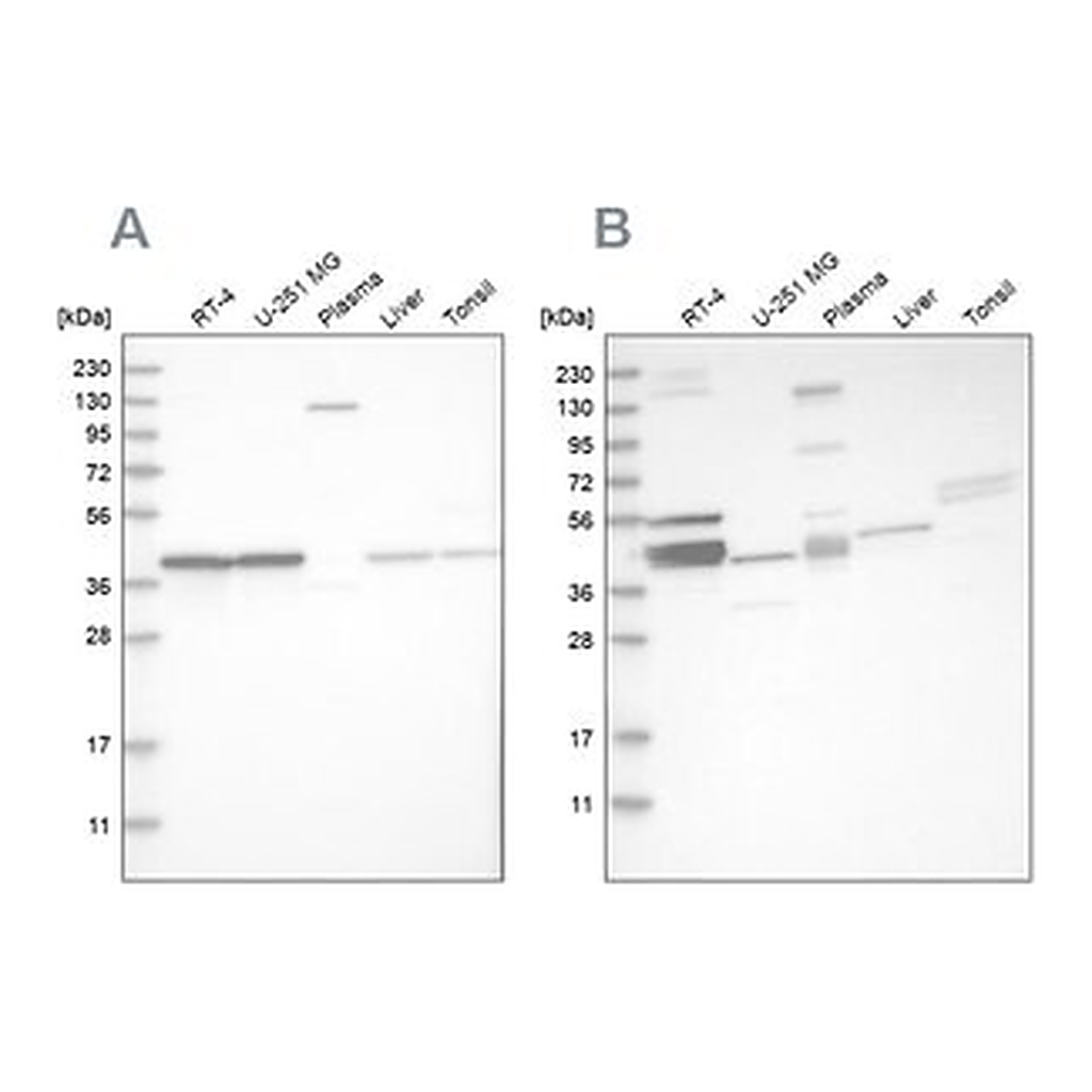 Merck Anti-MRPL38 antibody produced in rabbit