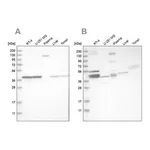 Merck Anti-MRPL38 antibody produced in rabbit