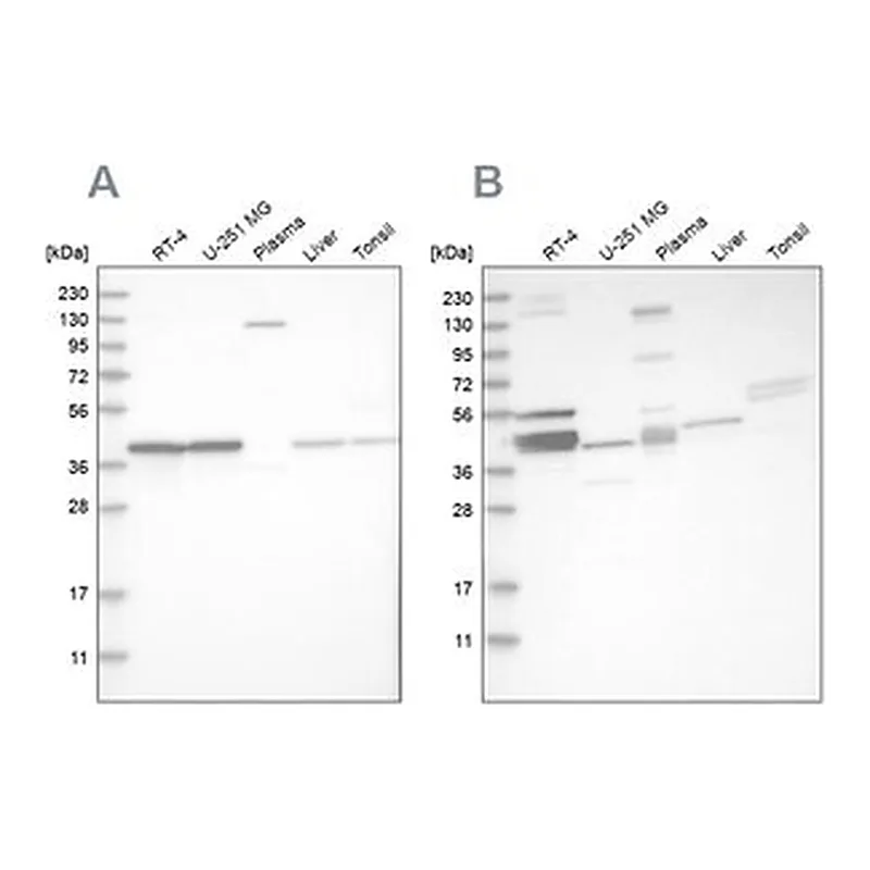 Merck Anti-MRPL38 antibody produced in rabbit