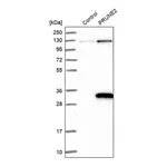 Merck Anti-PRUNE2 antibody produced in rabbit