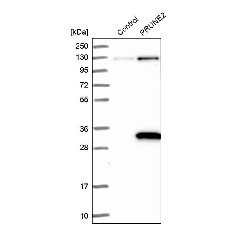 Merck Anti-PRUNE2 antibody produced in rabbit