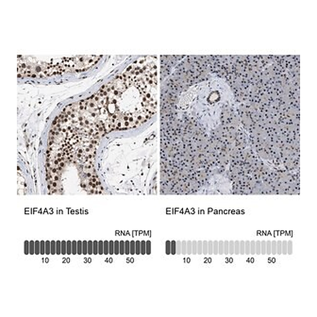Merck Anti-EIF4A3 antibody produced in rabbit