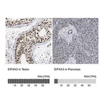 Merck Anti-EIF4A3 antibody produced in rabbit