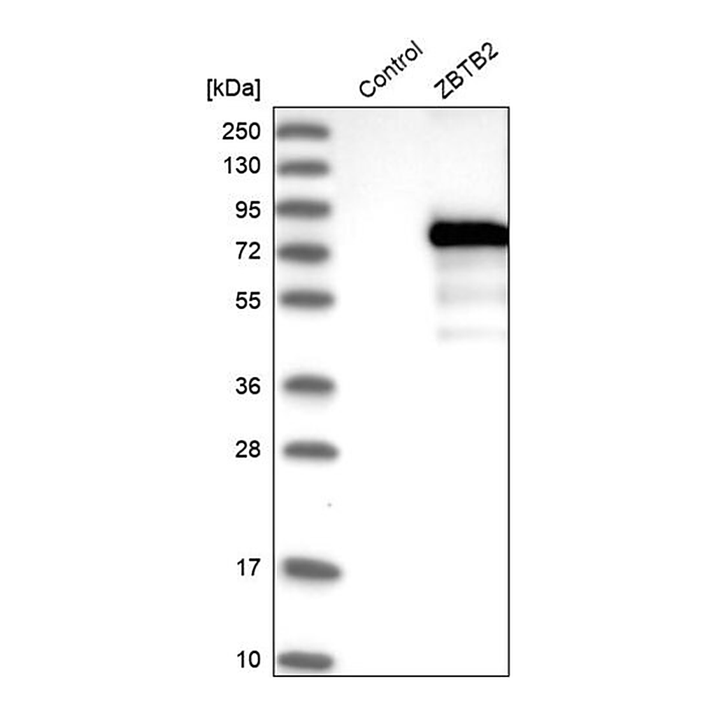 Merck Anti-ZBTB2 antibody produced in rabbit