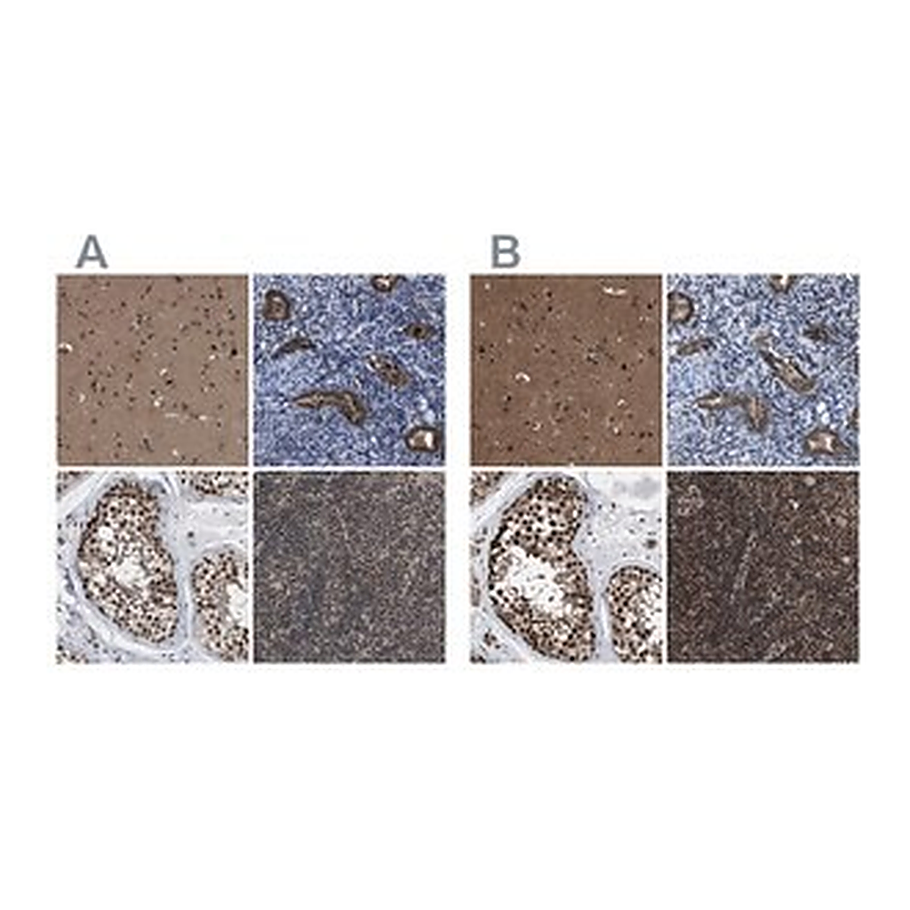 Merck Anti-PRPF4 antibody produced in rabbit
